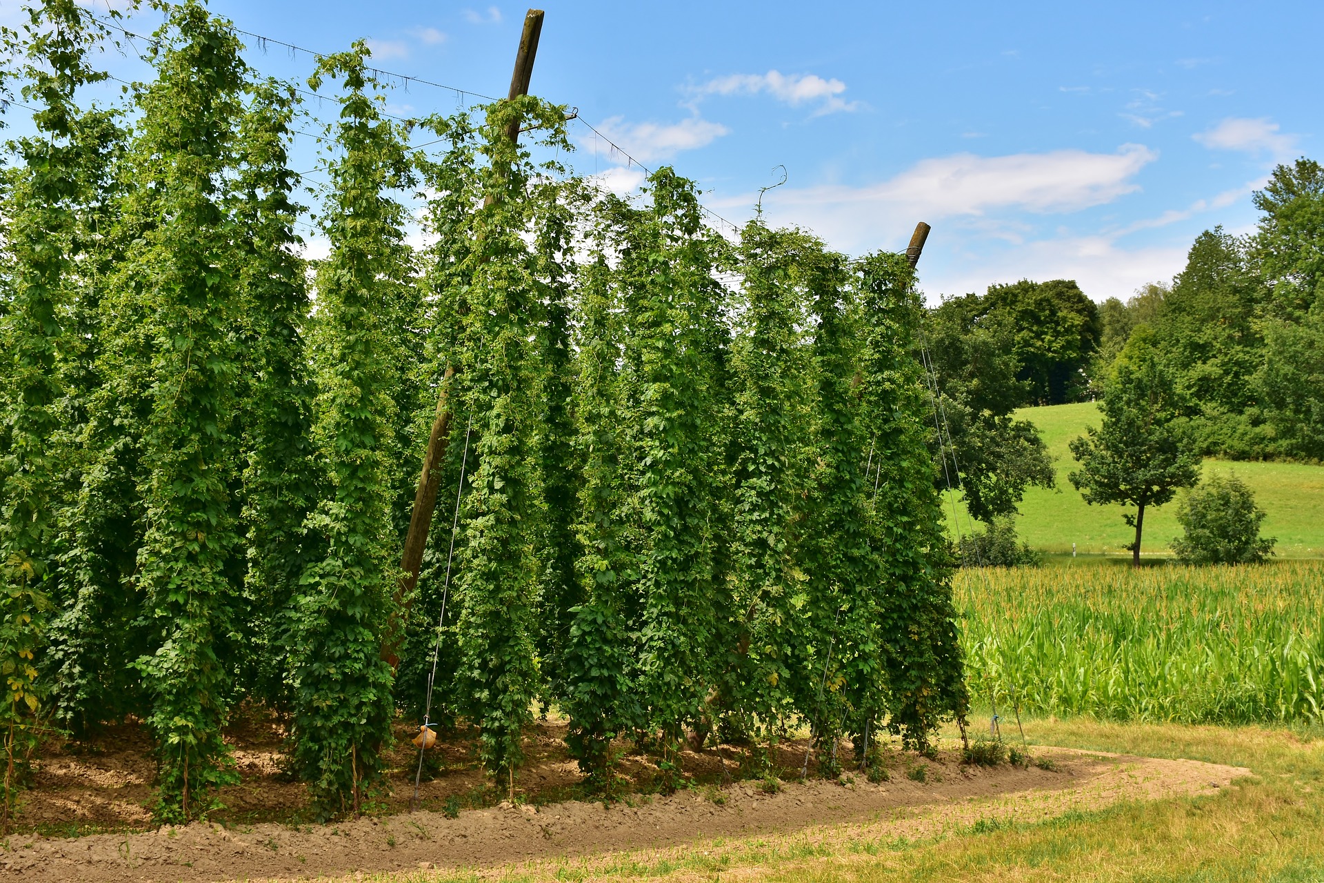 Humle Rocketbrewing dk