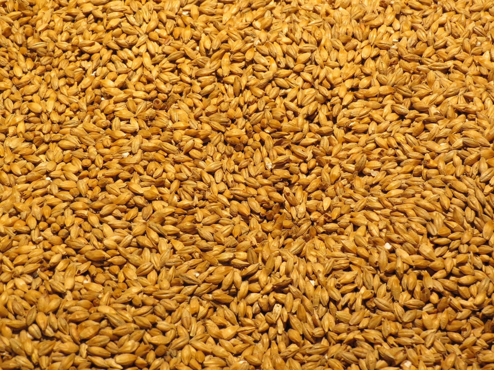 Malt