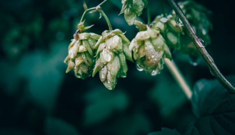 Biotransformation under gæring: Hvad sker der ved tidlig tørhumling?